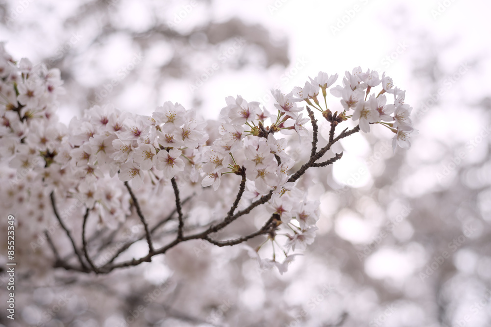 Cherry blossoms in full bloom in a city park, Tokyo, Japan