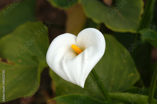 Arome blanc dans le Jardin du Palazzo Parisio 