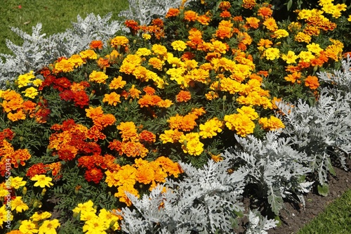 Aksamitka - Tagetes