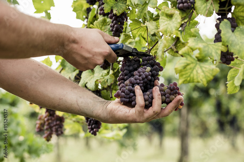 Harvesting Grapes