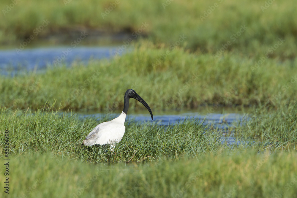 Obraz premium Black-headed Ibis in Pottuvil, Sri Lanka