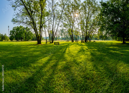 Fototapeta Naklejka Na Ścianę i Meble -  sunny summer park with trees and green grass
