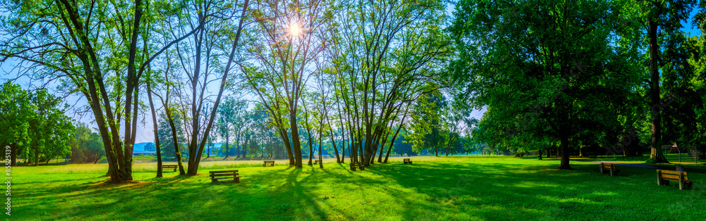 Naklejka premium sunny summer park with trees and green grass