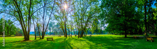 sunny summer park with trees and green grass