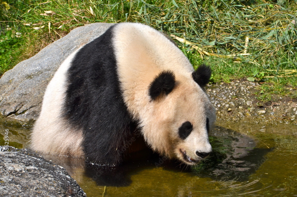 Giant panda bear at Vienna Zoo, Austria
