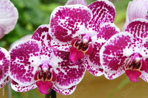 Orchidées dans la serre du Jardin du Palazzo Parisio 