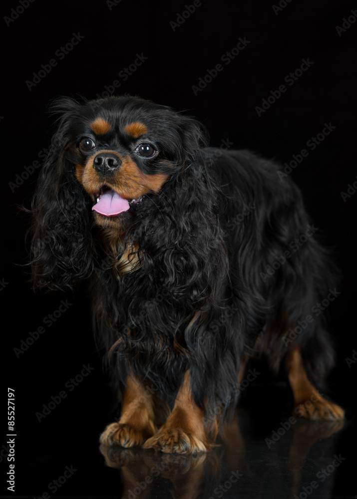 cavalier king charles spaniel dog on black