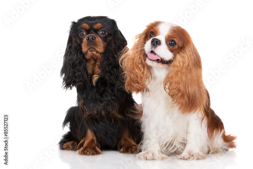 Canvas Print two cavalier king charles spaniel dogs on white