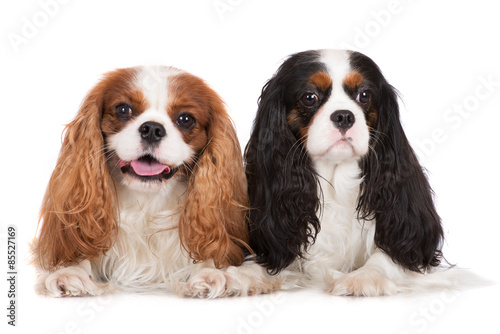 Fotografía two cavalier king charles spaniel dogs on white