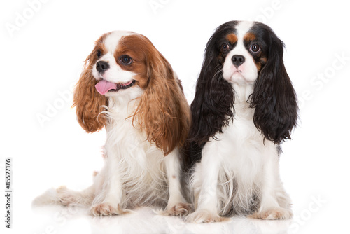 Fotografering two cavalier king charles spaniel dogs on black
