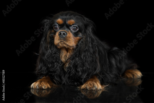 Obraz na płótnie cavalier king charles spaniel dog on black