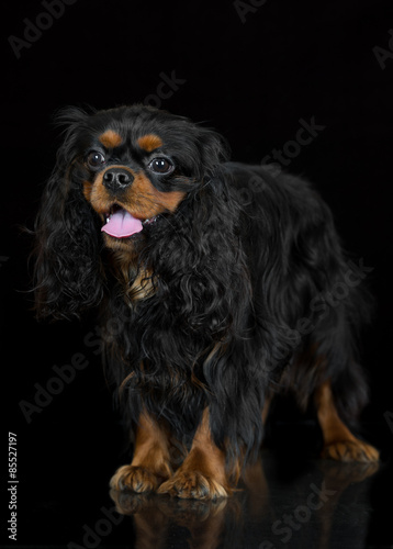 cavalier king charles spaniel dog on black