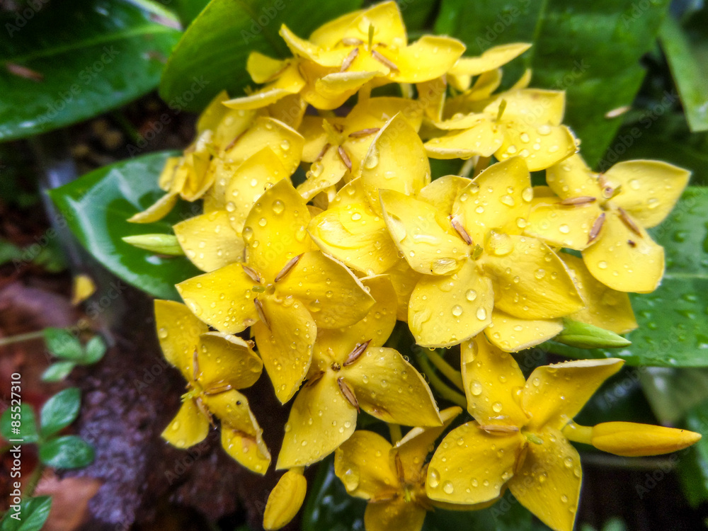 Yellow Ixora