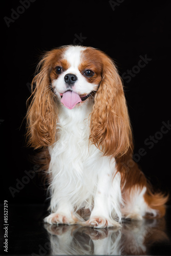 cavalier king charles spaniel dog on black