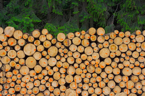 Holzstapel mit markierten Baumstämmen photo