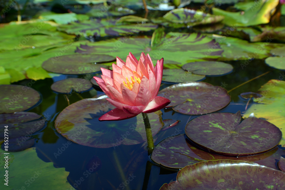 Pink Water Lily, Close-up of a Pink Lotus Flower in Water