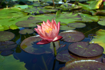 Acrylglasbilder Wasserlilien Rosa Lotusblüte in Nahaufnahme  © bodnarinq