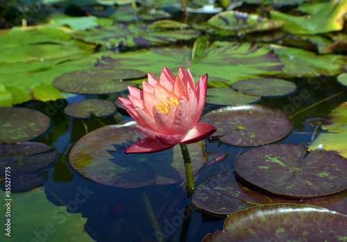 One Pink Water Lily