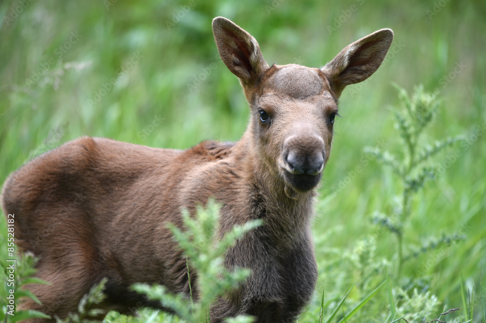 Fototapeta premium Elchkalb