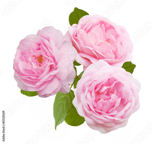 Pink roses bunch isolated on white background