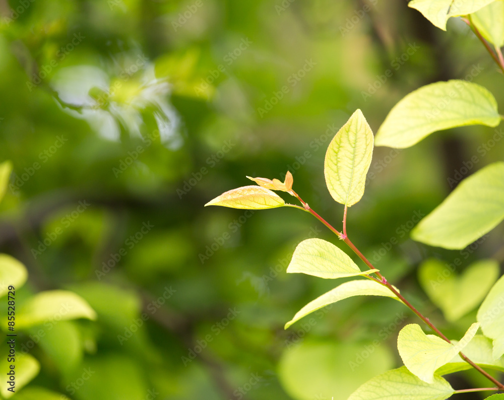 beautiful leaves on the tree in nature beautiful leaves on the tree in nature
