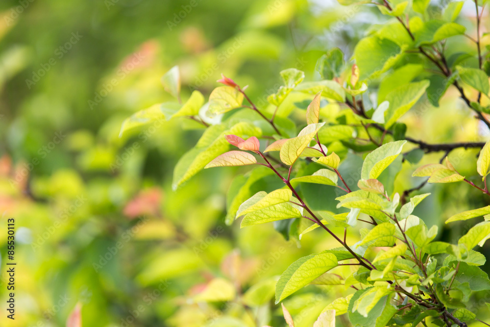 beautiful leaves on the tree in nature beautiful leaves on the tree in nature