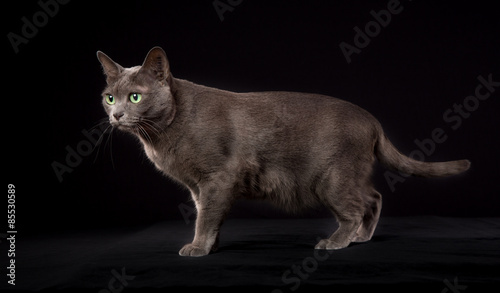 Obraz na plátně Purebred Korat cat