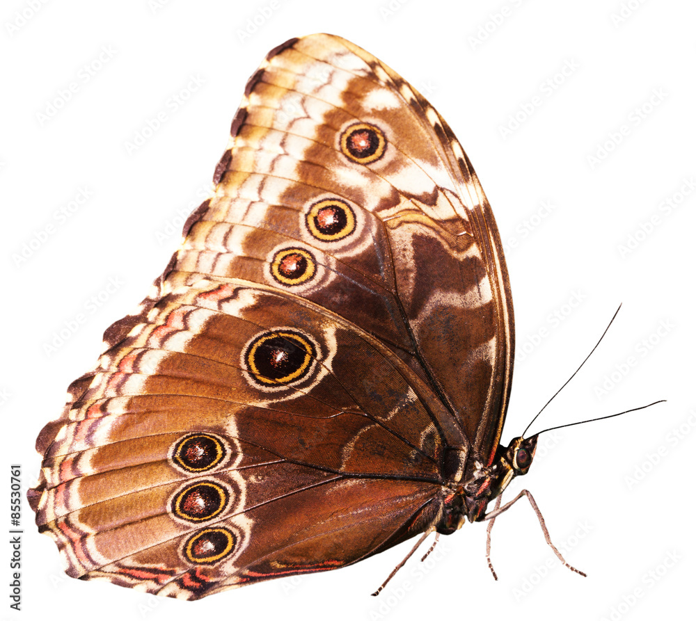 Obraz premium brown butterfly isolated on the white background