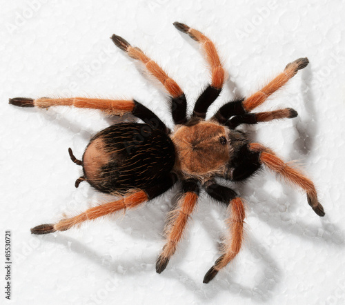 tarantula