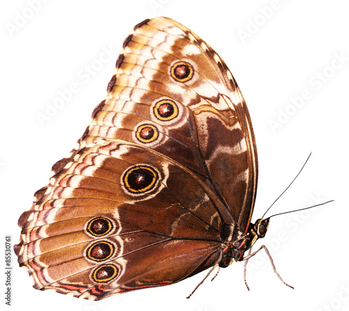 Canvas Print brown butterfly isolated on the white background