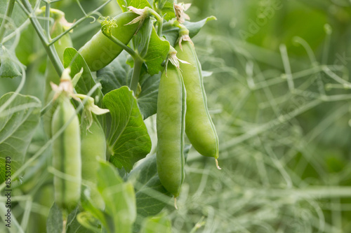 close up of green peas