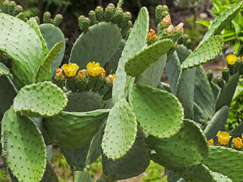 state of bloom and buds of prickly pear in spring in Calabria.