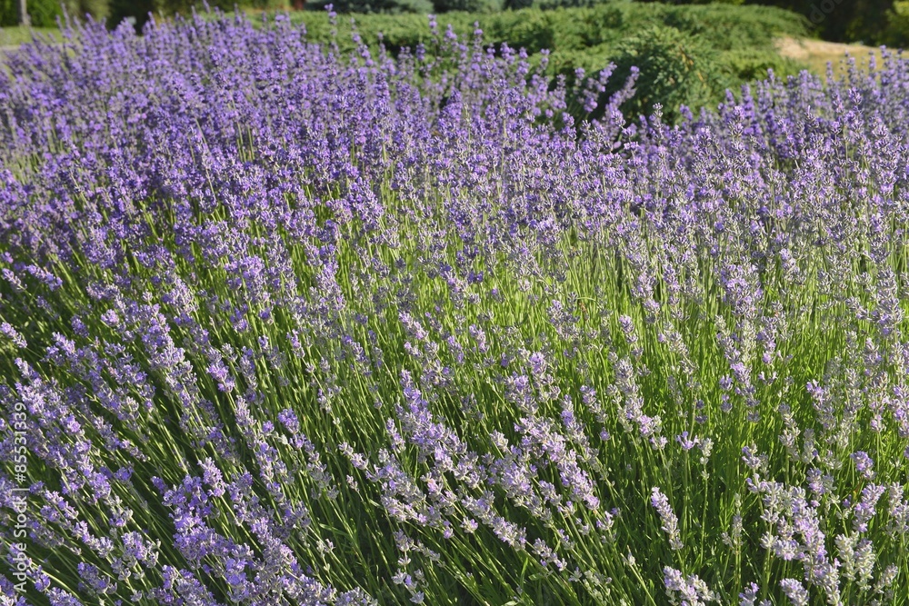 Naklejka premium Горная лаванда