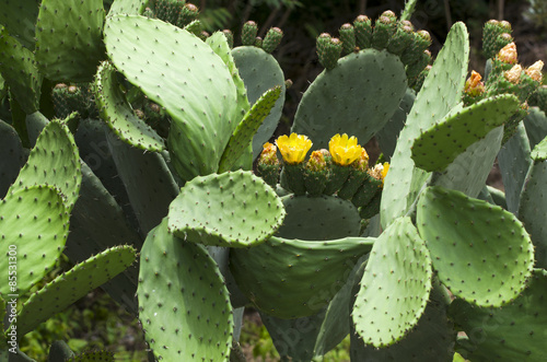 Prickly pear tree with buds and flowers in spring.