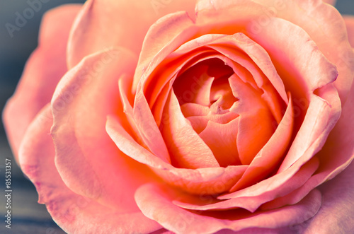 pink rose macro