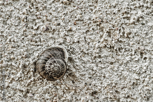 snail on a wall