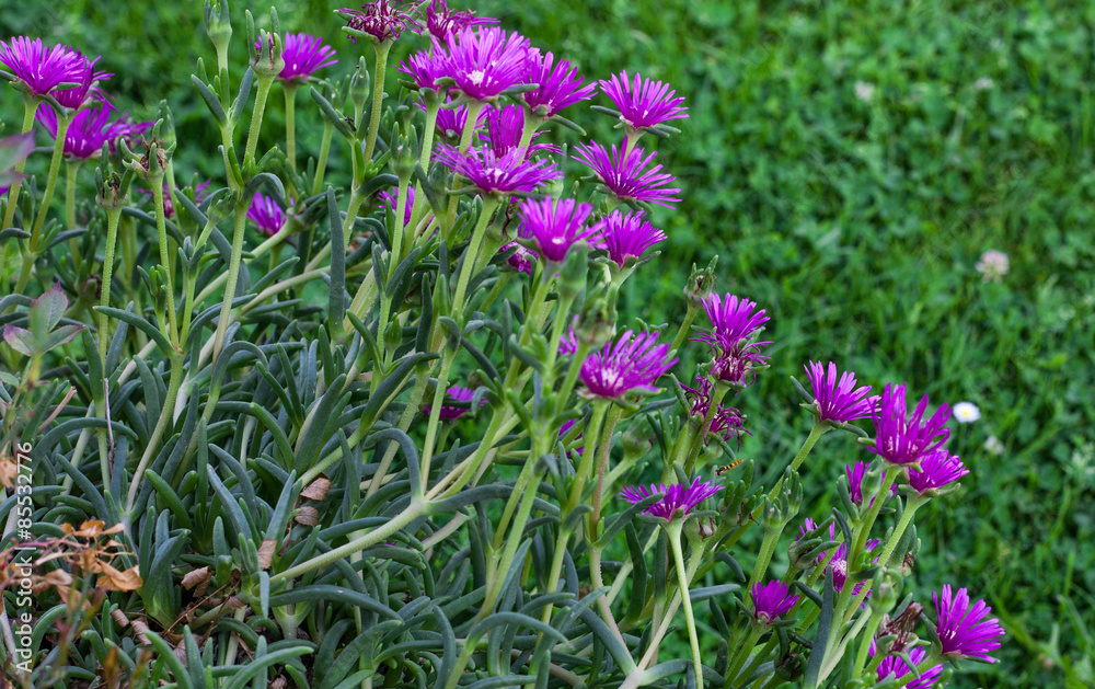 Fototapeta premium Purple Iceplant 