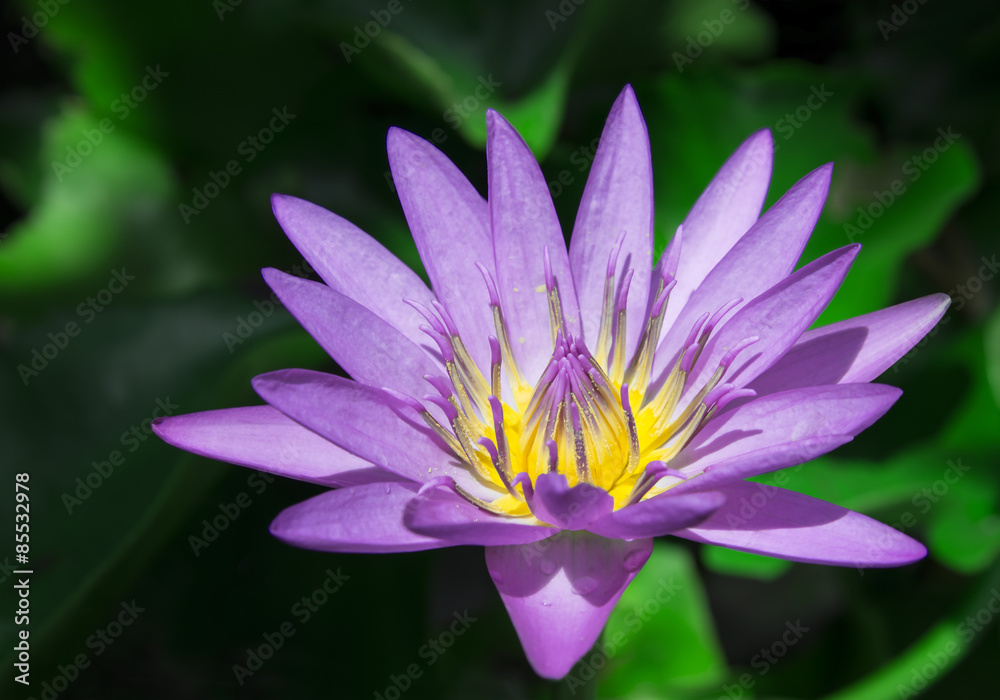 Lotus flower , water lilies Lotus flower , water lilies