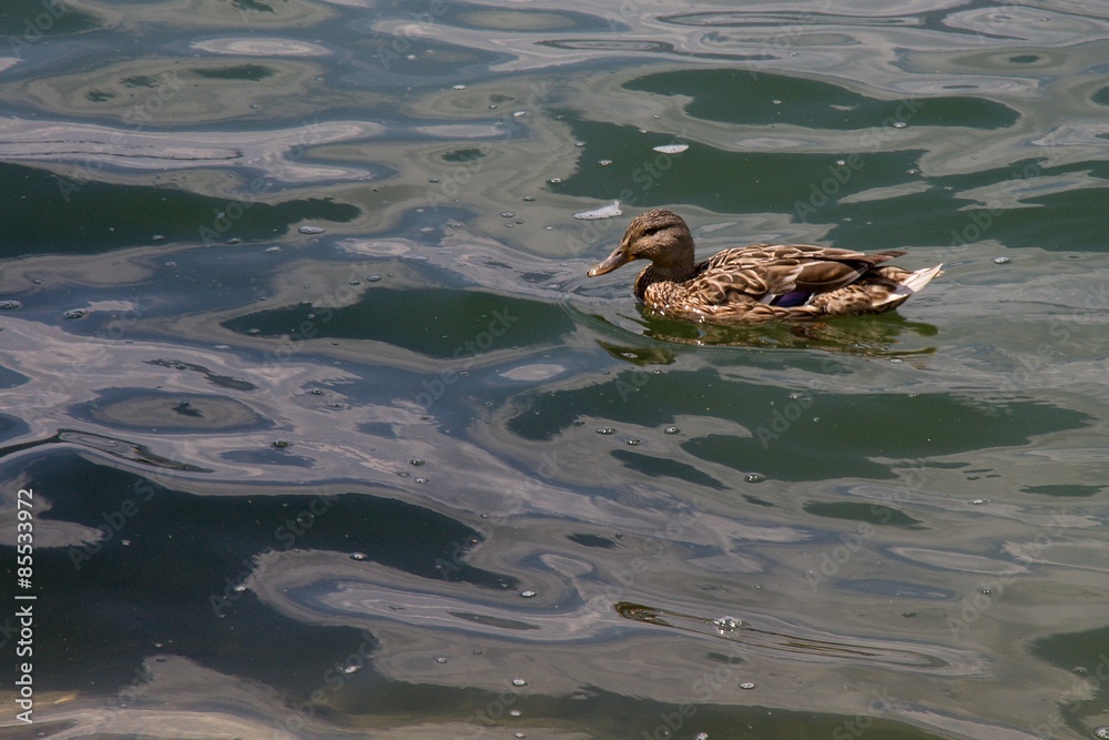 Paperetta sull'acqua