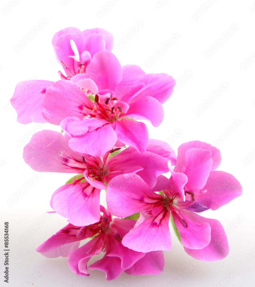 Obraz premium Geranium Pelargonium