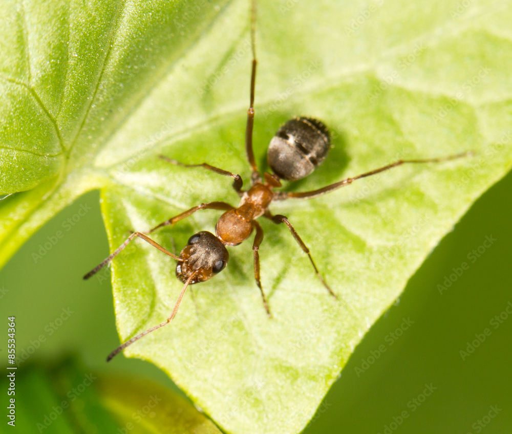 Ant on a green leaf. close Ant on a green leaf. close