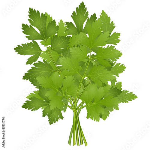 bunch of parsley