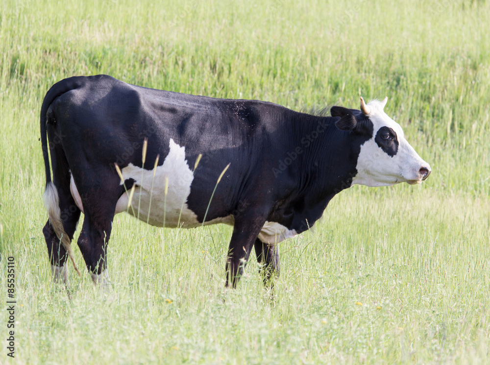 cow on the pasture cow on the pasture