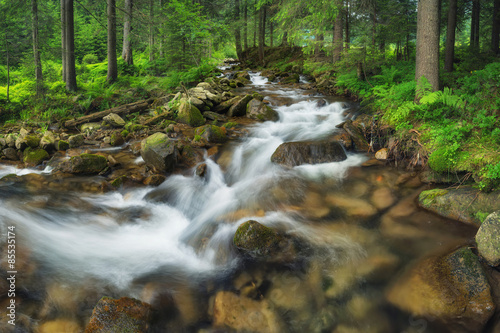 River in summer forest. Beautiful natural landscape