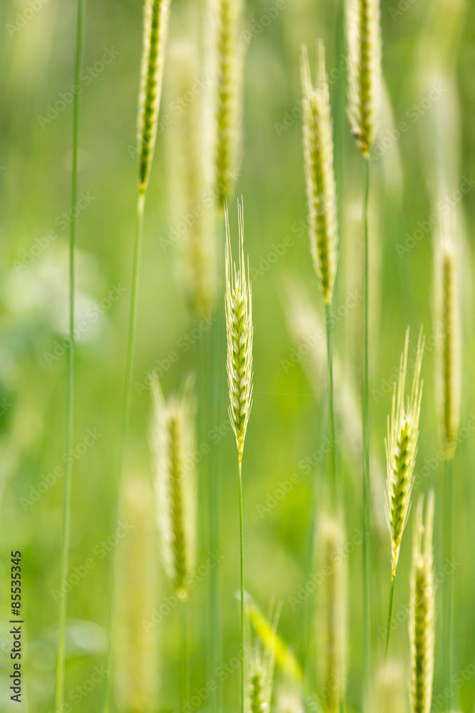 ears of wheat on the nature ears of wheat on the nature