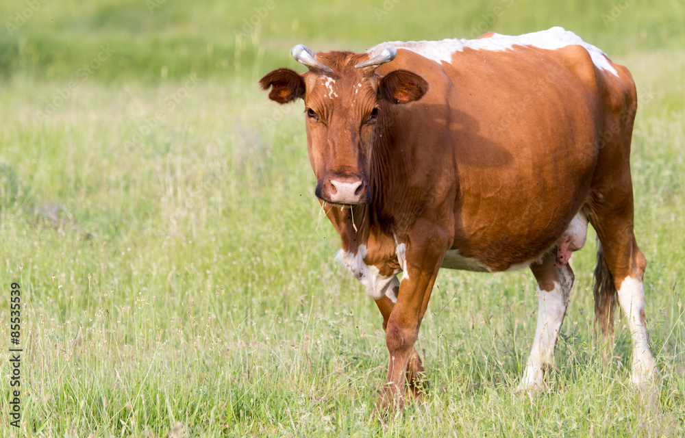 portrait of a cow