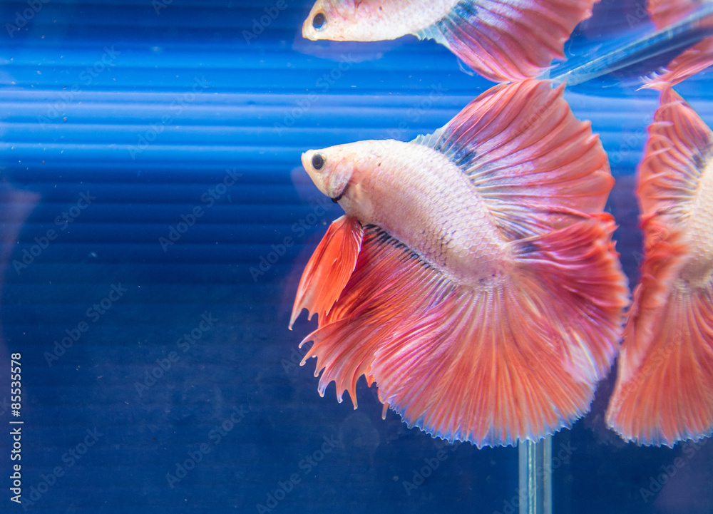 Fototapeta premium fighting fish in a bowl