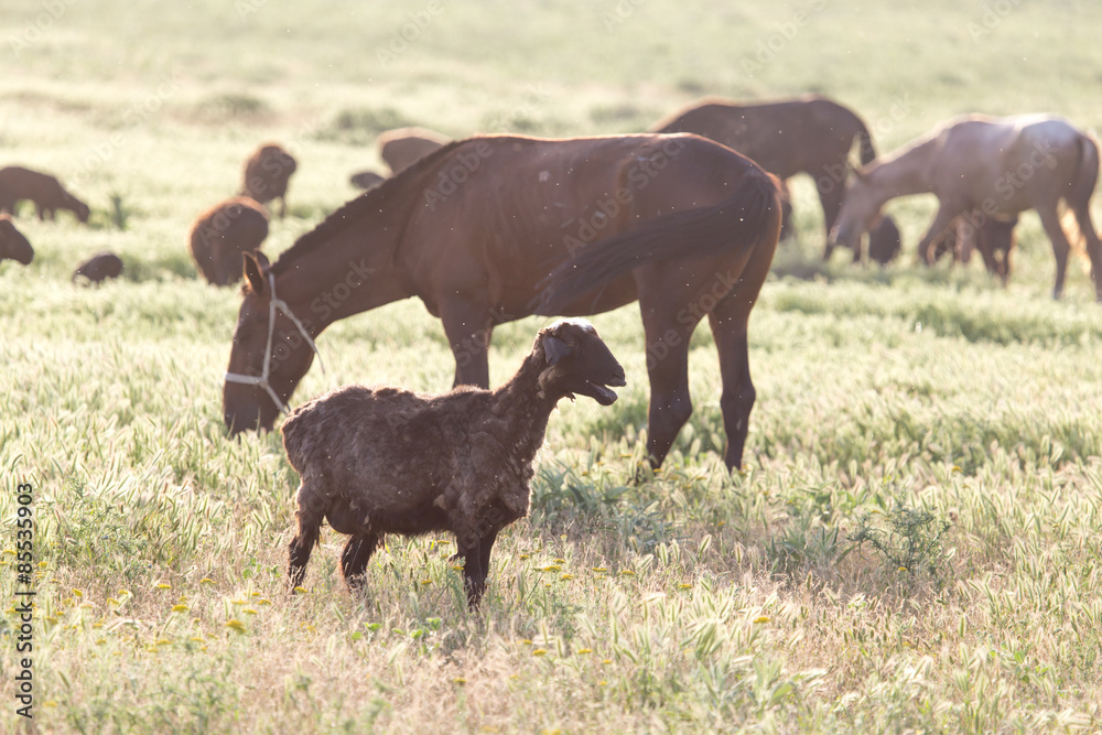 Fototapeta premium sheep in the pasture