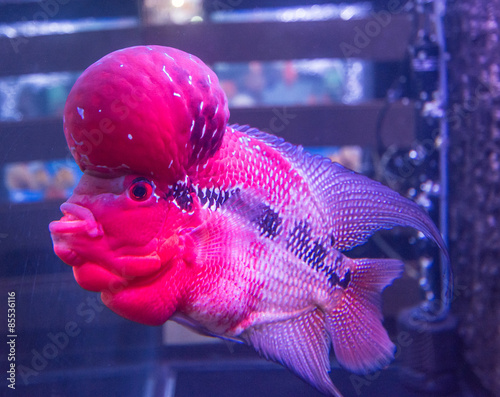 Tropical fish red Cichlid photo