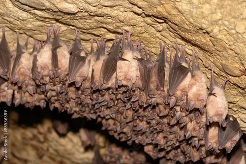 Groups of sleeping bats in cave - Lesser mouse-eared bat (Myotis blythii) and (Rhinolophus hipposideros) - Lesser Horseshoe Bat